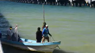 Pescadores progreseños reportan buena producción de cazón y tiburón