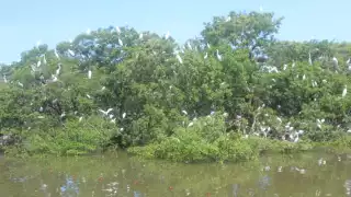 El Arrollo La Caleta de Ciudad del Carmen es hábitat de cientos de aves, cocodrilos y peces