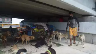 Varios de los canes que ha rescatado necesitan atención veterinaria