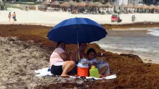 En total se han recopilado 17 mil 345.12 toneladas de la planta marina que tiñe de marrón las costas quintanarroenses