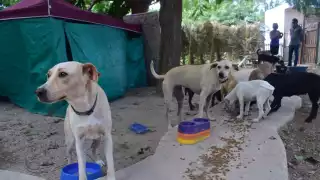 Augusto Navarrete Hevia, sudirector de Ecología, afirma que hace falta educar a los dueños en la cultura de la esterilización