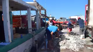 El refugio pesquero del puerto presentó un gran movimiento de trabajadores