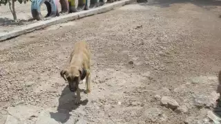 Los trabajadores del albergue son quienes s encargan de darle alimento a los animales