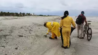 Los fuertes vientos del Frente Frío número 28 ocasionaron que chapopote recale en las costas de Playa Norte