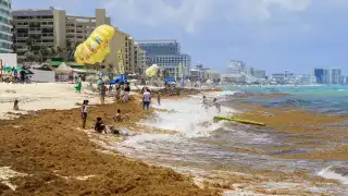 En comparación con el mismo periodo del 2022 se ha triplicado la llegada de la talofita