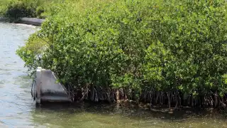 La disminución del ecosistema en casi cuatro décadas equivale, aproximadamente, a un tercio de la superficie de Cancún
