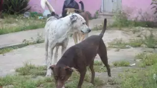 ¿Qué riesgos representan los perros callejeros a los habitantes de Quintana Roo?