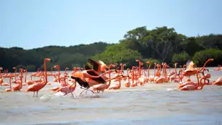 Las aves son atraídas por el alimento que constituye el zacate “mulato”