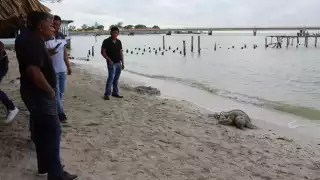 Tortuga con una cuerda amarrada recala en playa de Ciudad del Carmen