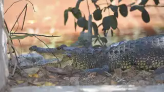 El último avistamiento de cocodrilos fuera de su hábitat ocurrió en las inmediaciones de la colonia Vicente Guerrero hace tres días