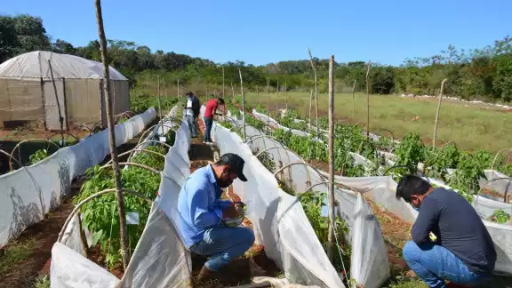 Ayer se inició con la cosecha y el pesaje del producto final