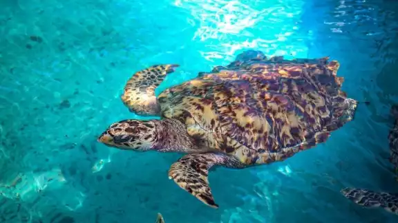 La granja de tortugas, es un importante punto de interés para visitar en Isla Mujeres La granja de tortugas, es un importante punto de interés para visitar en Isla Mujeres