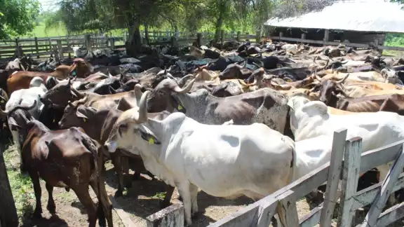 Ganaderos de Chetumal cumplen con las medidas sanitarias del COVID-19