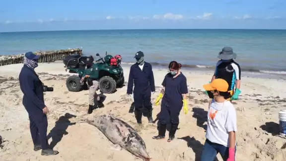 Un delfín recaló en la costa de Chelem el fin de semana Un delfín recaló en la costa de Chelem el fin de semana