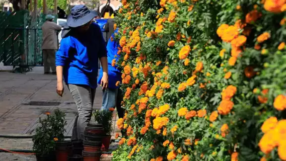 El cempasúchil estará en el Camino de las Flores en Mérida