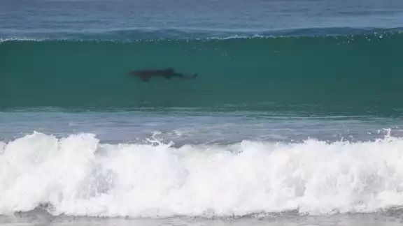 El bañista comenzó a grabarlo con su celular y menciona que quizá sea un ejemplar de Tiburón gata. El bañista comenzó a grabarlo con su celular y menciona que quizá sea un ejemplar de Tiburón gata.