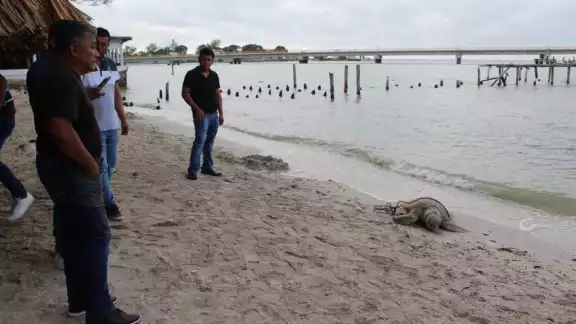 La tortuga tenía una cuerda amarrada al cuerpo La tortuga tenía una cuerda amarrada al cuerpo