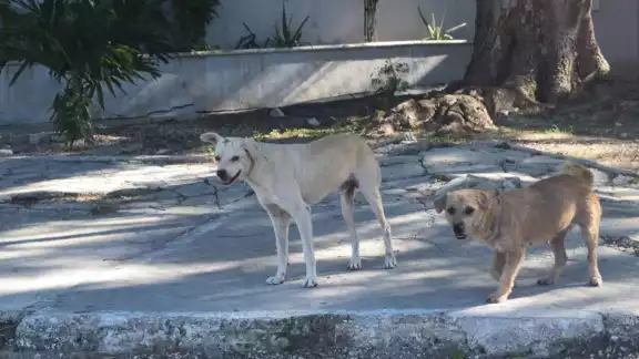 En Flamboyanes se reportó 10 casos de animales muertos por ingerir croquetas envenenadas En Flamboyanes se reportó 10 casos de animales muertos por ingerir croquetas envenenadas