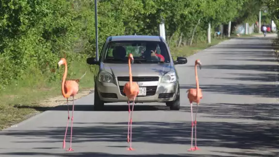 Conductores han tomado precauciones para evitar atropellar a los flamencos