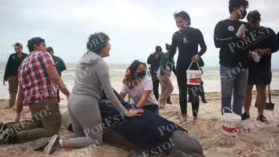Decenas de personas y autoridades colaboraron para ayudar al Delfín en las playas de Progreso Decenas de personas y autoridades colaboraron para ayudar al Delfín en las playas de Progreso