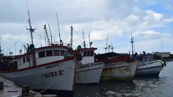 Pescadores y armadores arriesgan su capital y van por la segunda barcada de la fiebre del pulpo Pescadores y armadores arriesgan su capital y van por la segunda barcada de la fiebre del pulpo