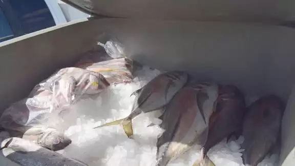 Las capturas por barco de navegación mayor son de 100 a 300 kilos Las capturas por barco de navegación mayor son de 100 a 300 kilos