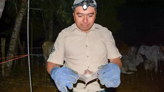 Los murciélagos fueron capturados para ser atendidos y después puestos en libertad Los murciélagos fueron capturados para ser atendidos y después puestos en libertad