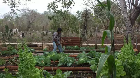 Alfonso Pech Itzá dedica su vida al campo y a los animales Alfonso Pech Itzá dedica su vida al campo y a los animales
