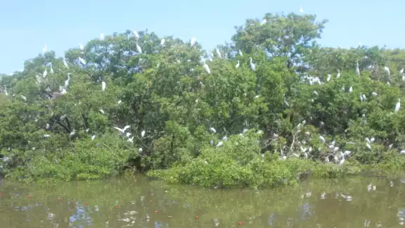 El Arrollo La Caleta de Ciudad del Carmen es hábitat de cientos de aves, cocodrilos y peces El Arrollo La Caleta de Ciudad del Carmen es hábitat de cientos de aves, cocodrilos y peces
