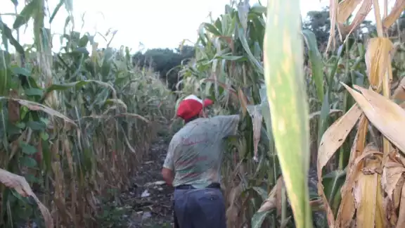 En 2021, fueron más de 2 mil campesinos que recibieron apoyo del Gobierno federal