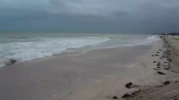 Las costas de Yucatán tienen este fenómeno anualmente Las costas de Yucatán tienen este fenómeno anualmente