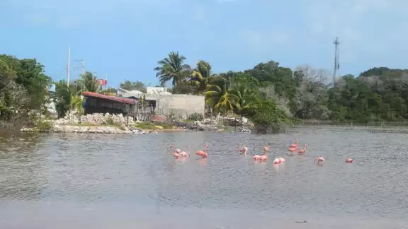 Parvadas pueden observarse en algunos sectores del puerto