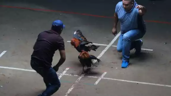 Bastó un picotazo para provocar una hemorragia al hombre Bastó un picotazo para provocar una hemorragia al hombre