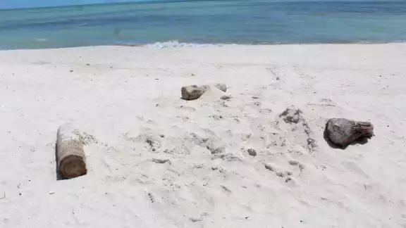 Personas que se encontraban en el lugar corretearon a los perros y colocaron maderas alrededor del nido Personas que se encontraban en el lugar corretearon a los perros y colocaron maderas alrededor del nido