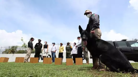 Yucatán recibe a Hocky” y “Kadet, perros entrenados para detectar COVID-19 Yucatán recibe a Hocky” y “Kadet, perros entrenados para detectar COVID-19