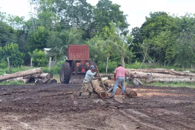 El ejido de Caobas tiene un permiso de aprovechamiento forestal del año 2015 al 2030, lo que les permite trabajar de manera sustentable la explotación de maderas