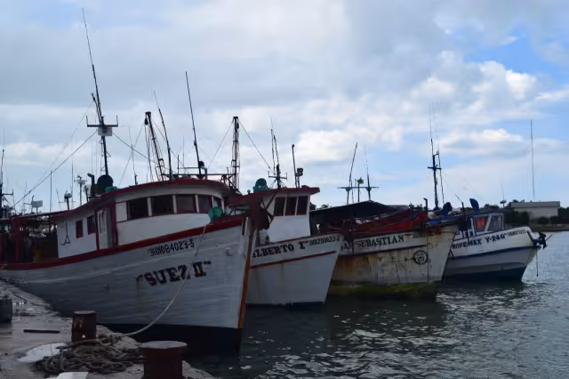 Pescadores y armadores arriesgan su capital y van por la segunda barcada de la fiebre del pulpo