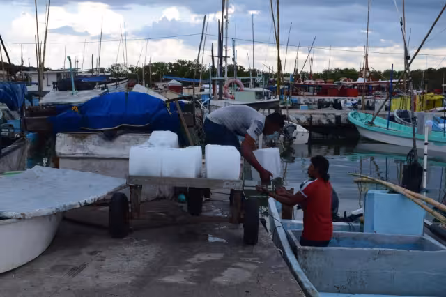 Pescadores de embarcaciones menores se preparan para salir hoy a capturar pulpo
