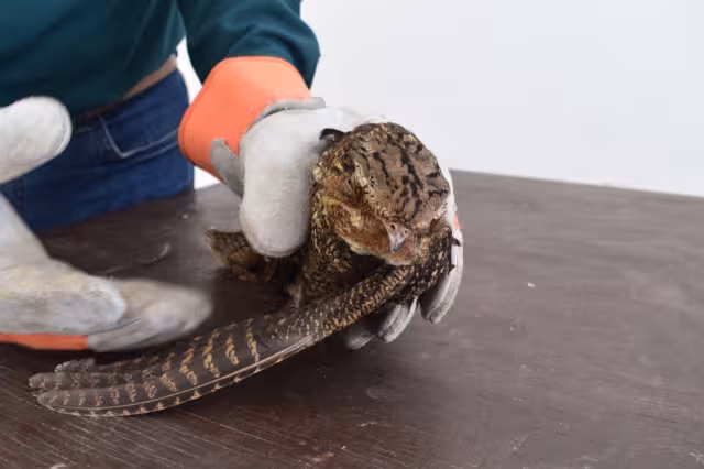 Es el segundo ejemplar de ave que rescata la Policía Ecológica de Progreso en tres días