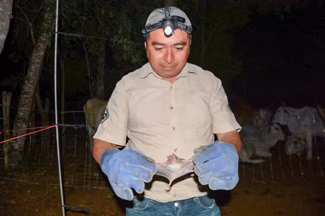Los murciélagos fueron capturados para ser atendidos y después puestos en libertad