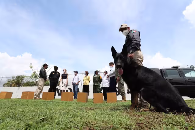Yucatán recibe a Hocky” y “Kadet, perros entrenados para detectar COVID-19
