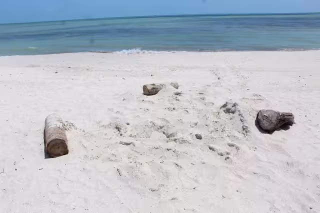 Personas que se encontraban en el lugar corretearon a los perros y colocaron maderas alrededor del nido