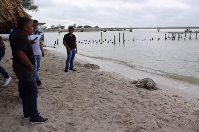 La tortuga tenía una cuerda amarrada al cuerpo