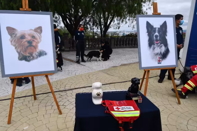 Benjamín ‘N’ podría pasar hasta 18 años en la cárcel por envenenar a Athos y Tango