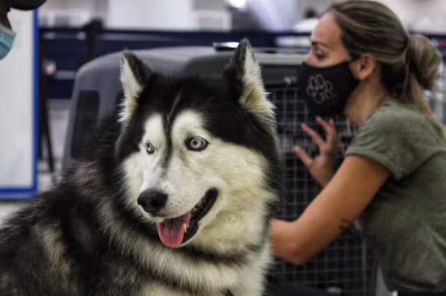 La perrita que actualmente vive con su dueña Isabel Mirayes en Venezuela, fue rodeada por niños, jóvenes y adultos