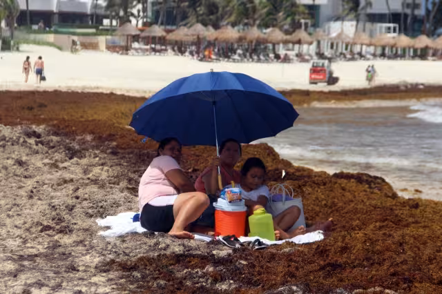 En total se han recopilado 17 mil 345.12 toneladas de la planta marina que tiñe de marrón las costas quintanarroenses