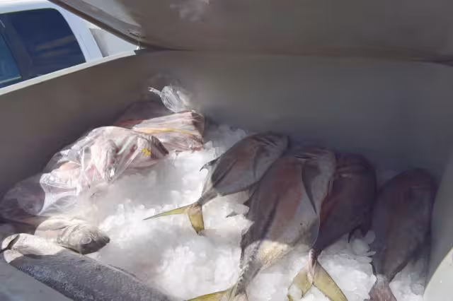 Las capturas por barco de navegación mayor son de 100 a 300 kilos