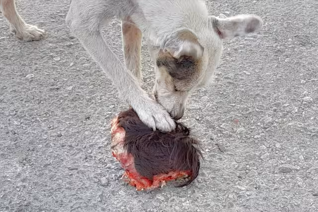 Un vecino explicó que se trataba del cráneo de una res