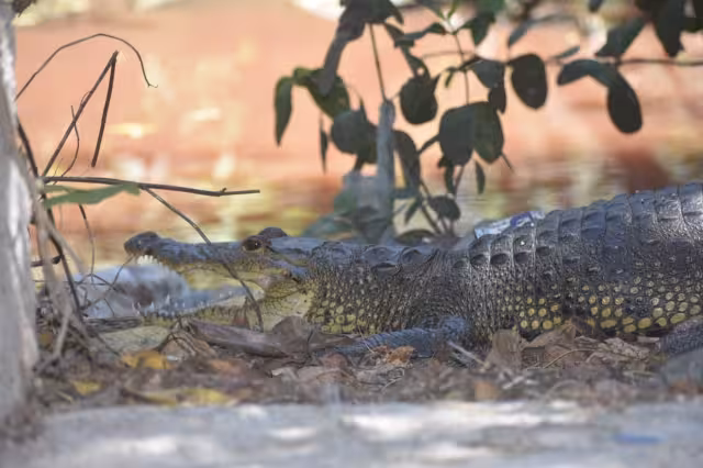 El último avistamiento de cocodrilos fuera de su hábitat ocurrió en las inmediaciones de la colonia Vicente Guerrero hace tres días