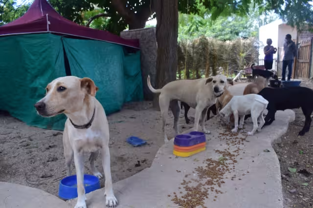 Augusto Navarrete Hevia, sudirector de Ecología, afirma que hace falta educar a los dueños en la cultura de la esterilización
